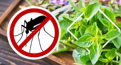 5 plantas que repelen mosquitos y decoran tu hogar en Yucatán: opciones naturales y efectivas