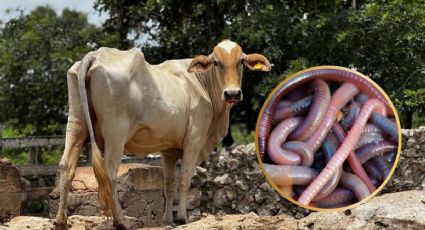 Suben a 381 los casos de gusano barrenador en Yucatán: Mapa de municipios más afectados