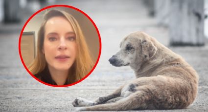 Actriz Gaby Platas pide ayuda para perrito enfermo cerca del Aeropuerto de Mérida