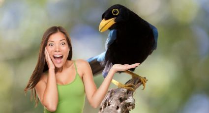 ¿Las conoces? 3 aves que sólo están en la Península de Yucatán