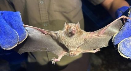 Agencias estatales coordinan trabajo para controlar el murciélago hematófago en Yucatán