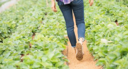 Apoyan al sector agrícola con la habilitación de caminos sacacosechas; te decimos dónde