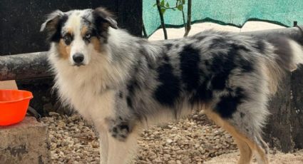 SSP de Yucatán rescata al primer perrito extraviado de 2026 en Mérida: esta es la historia