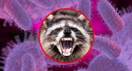 Rabia en Yucatán: animales que representan riesgo y señales de alerta que no debes ignorar