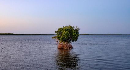 Así puedes participar en el voluntariado para reforestar manglar en Yucatán | TODOS los detalles