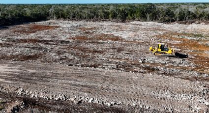 Deforestación ilegal en Yucatán: Profepa denuncia reincidencia y violación de sellos en Kinchil
