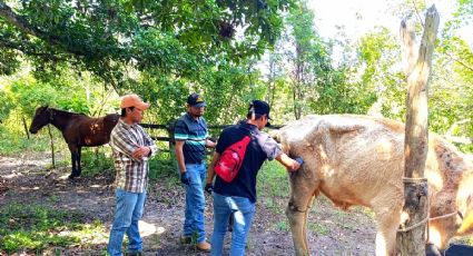 Gusano barrenador: Capacitan a técnicos para iniciar el plan piloto de supresión en Yucatán