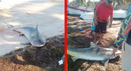 Pescadores capturan a un tiburon en costas de Yucatán: ¿Es seguro nadar en el mar de la península?