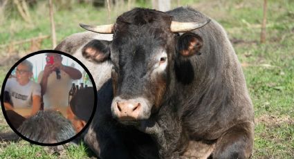 Maltrato animal en Temax: obligan a toro a tomar cerveza y el hecho causa indignación en redes sociales