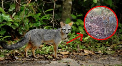 Captan a 2 “Ch’omak” en la selva de Yucatán y el video conmueve en redes: “es realmente hermoso”