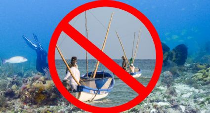 Veda del Mero 2026: fechas, restricciones y cuanto dinero recibirán los pescadores