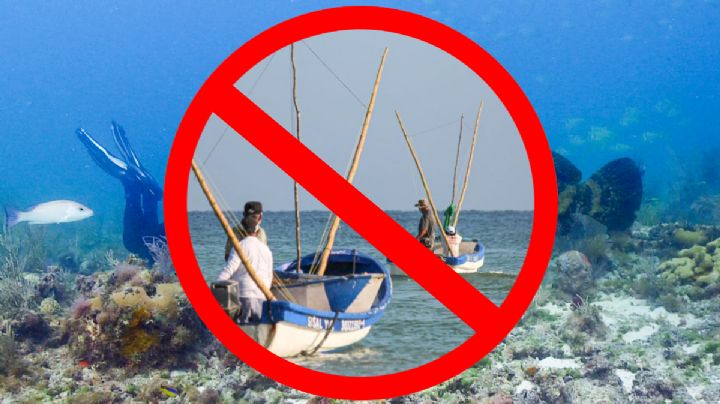 Veda del Mero 2026: fechas, restricciones y cuanto dinero recibirán los pescadores