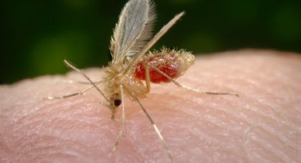 Leishmaniasis: ¿qué es esta enfermedad que llegó a Yucatán y por qué encendió las alertas?