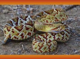 Esta serpiente más peligrosa en Yucatán: ¿Dónde está y qué hacer si la encuentras?