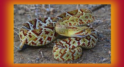 Esta serpiente más peligrosa en Yucatán: ¿Dónde está y qué hacer si la encuentras?