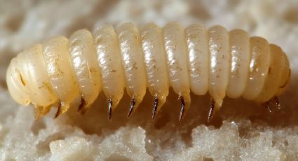 Gusano barrenador 2026: descartan muertes por la plaga en Yucatán