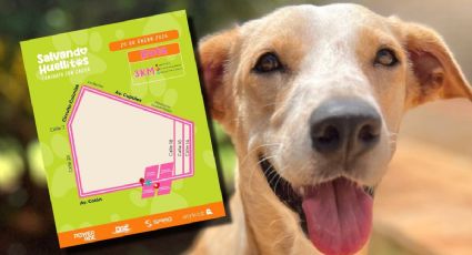 “Salvando Huellitas”: la caminata con causa que une a Mérida en favor de los perritos rescatados