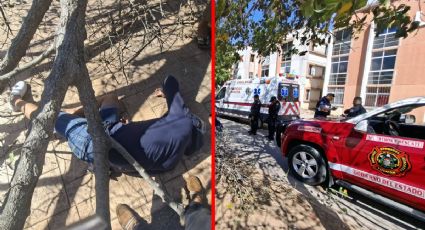 Le cayó un árbol y se reporta grave: así fue el accidente en Umán, Yucatán