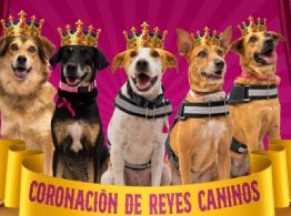 Esto son los Reyes Caninos del Circo Carnaval 2026 en Mérida: ¿Ya los conoces?