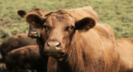 Gusano barrenador: ¿cuántos casos acumula Yucatán? | Cifra actualizada a febrero de 2026