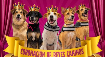 Esto son los Reyes Caninos del Circo Carnaval 2026 en Mérida: ¿Ya los conoces?