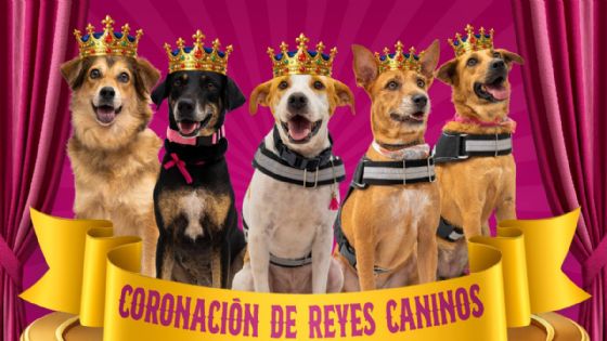 Esto son los Reyes Caninos del Circo Carnaval 2026 en Mérida: ¿Ya los conoces?
