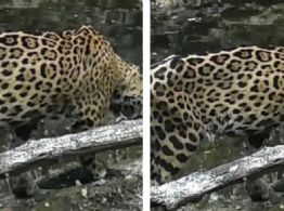 Video viral: jaguar en la selva yucateca causa preocupación en redes sociales por su apariencia