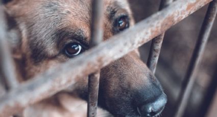 ¿Cómo reportar maltrato animal en Mérida? Guía paso a paso tras más de 200 denuncias en enero