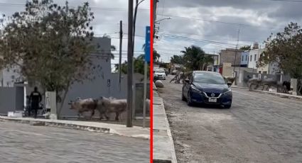 Manada de toros corre sin rumbo en Tizimín y casi arrolla a un policía | VIDEO