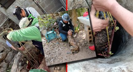 Rescatan con vida a un perrito que cayó a un pozo de 10 metros de profundidad en Umán | FOTOS