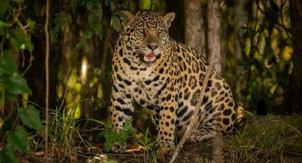 Jaguares en México: se reduce la población y el espacio vital del felino