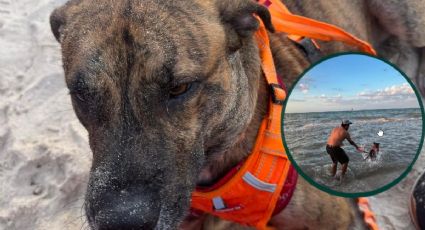 Thor, el perrito que se robó un peluche en la Plaza Las Américas, conoció el mar: esta fue su reacción | VIDEO