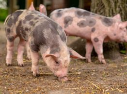 ¿Cochinita o lechón? Éstas son las diferencias entre estos platillos yucatecos