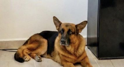 Se busca hogar para perro policía en retiro