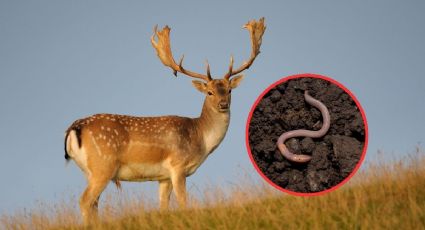 Gusano barrenador en Yucatán: lo que se sabe de los casos registrados en ciervos rojos
