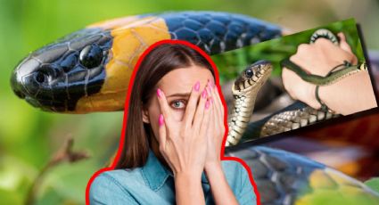 Serpientes en Yucatán: guía para identificar a las más peligrosas y alejarte de ellas