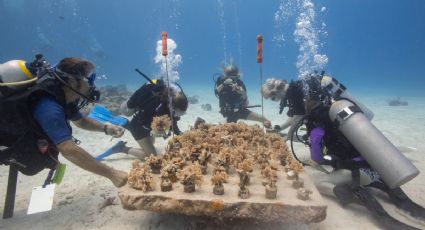 Cozumel abre convocatoria para la restauración de corales, así puedes participar