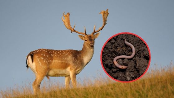 Gusano barrenador en Yucatán: lo que se sabe de los casos registrados en ciervos rojos