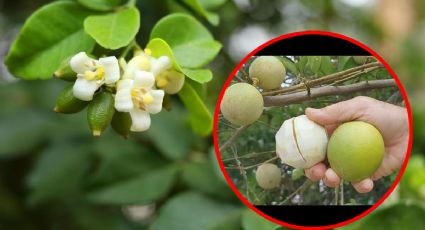 Chinalima en Yucatán: la fruta ancestral que podría desaparecer y por qué deberías probarla hoy