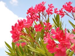 Clima en Yucatán: ¿Cuál será el mes con el calor más intenso este 2026?