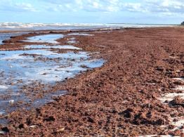 Alertan por temporada histórica de sargazo en 2026: playas del Caribe y la región afectadas