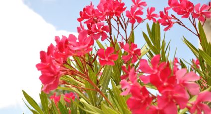 Clima en Yucatán: ¿Cuál será el mes con el calor más intenso este 2026?