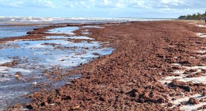 Alertan por temporada histórica de sargazo en 2026: playas del Caribe y la región afectadas