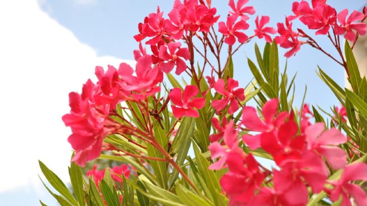 Clima en Yucatán: ¿Cuál será el mes con el calor más intenso este 2026?