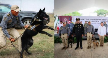 Llegan más perritos policías: Yucatán anuncia nuevos binomios caninos para detección de explosivos