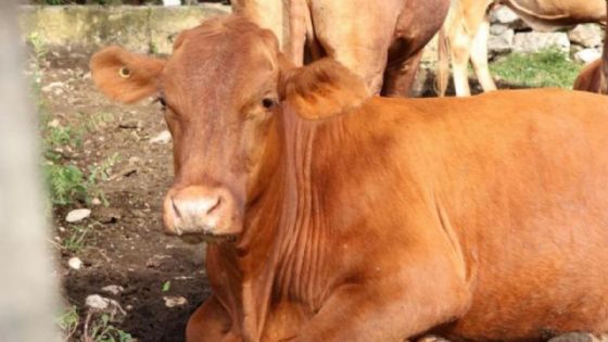 Gusano Barrenador: Yucatán suma 23 nuevos casos en la última semana