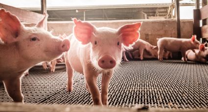 Alerta ambiental en Yucatán: ONU pide declarar emergencia por contaminación de granjas porcícolas