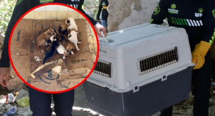 Rescatan a perritos y gatitos abandonados en una vivienda de Mérida: así fue el operativo