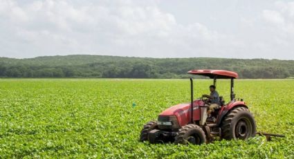 Lluvias impulsan el campo en Yucatán: milpa, miel y prevención de incendios se fortalecen