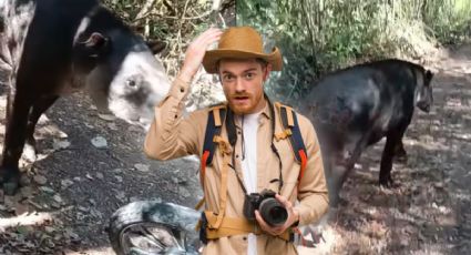 Captan a tapir herido y pidiendo ayuda a brigadista en Calakmul: VIDEO